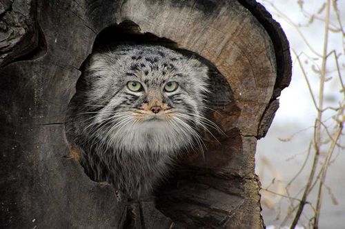 Буура для краснокнижников. В Туве создан еще один природный заказник