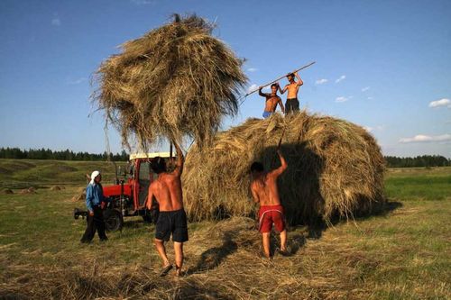 У всех участников проекта «Корова-кормилица» – горячая пора: сенокос