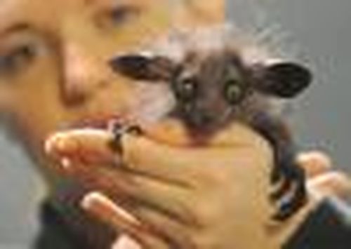 Мистерия для суасят