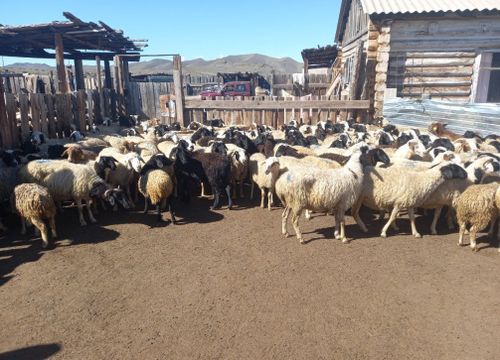 В Дзун-Хемчикском районе продолжается работа по перерасчету поголовья овец
