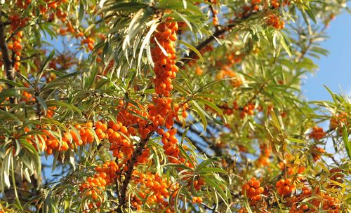 Плантацию облепихи заложили в Эрзинском районе