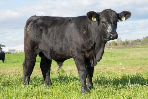 В Туве запустили экспериментальный проект по выведению элитных коров