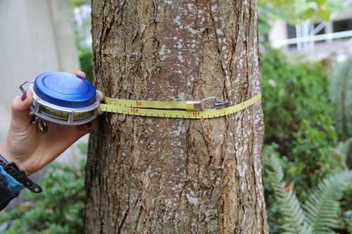 Центр защиты леса Тувы приступил к пересчёту молодняка на территориях Каа-Хемского и Тоджинского лесничеств 