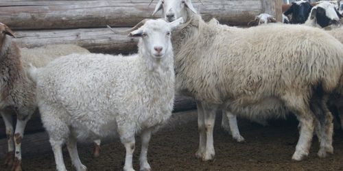 Семьям мобилизованных передадут по 1 голове мелкого рогатого скота