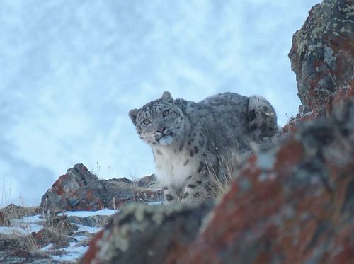 В Туве, Бурятии и на Алтае собираются пересчитать снежных барсов