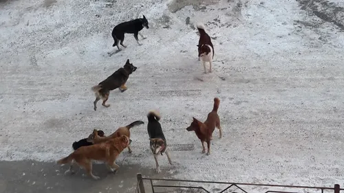 В Туве на два месяца введена экстраординарная ситуация в области обращения с животными без владельцев