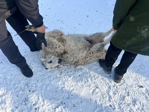 В Пий-Хемском районе задержали подростков, подозреваемых в краже МРС