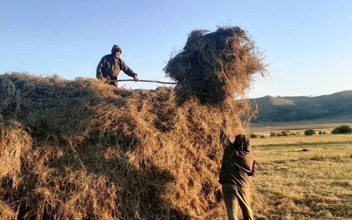 Муң ажыг тонна мал чемин белеткеп алган