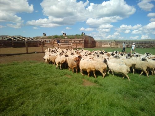 «Кыштаговцы» идут покорять поля! Участники губернаторского проекта готовят для скота собственную кормовую базу