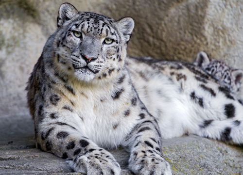 Сегодня стартует Международная экспедиция по изучению снежного барса