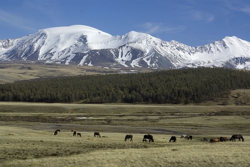 В МОНГУН-ТАЙГЕ ВВЕДЕН КАРАНТИН