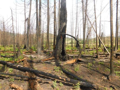 В Туве прогнозируют ухудшение состояния лесов на 2022 год