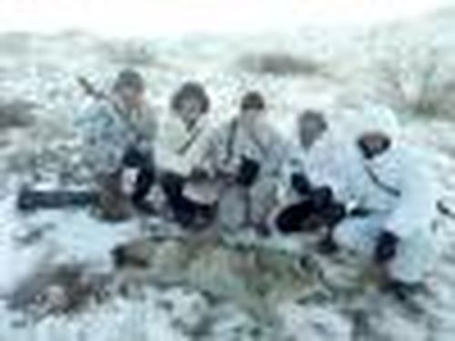 За волка не жалко и барашка