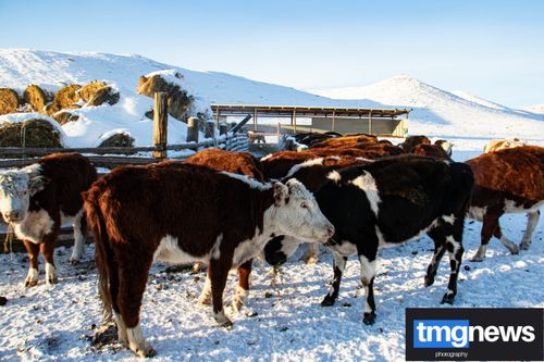 Аян Ондар: «Главное отличие герефордской породы – мясистость»