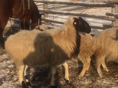 В Туву привезли более 100 баранов из Калмыкии