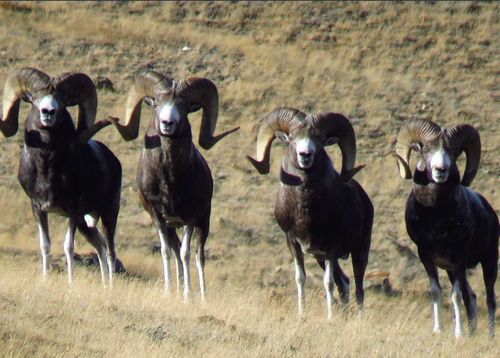 В районе села Кош-Агач упала численность горных баранов