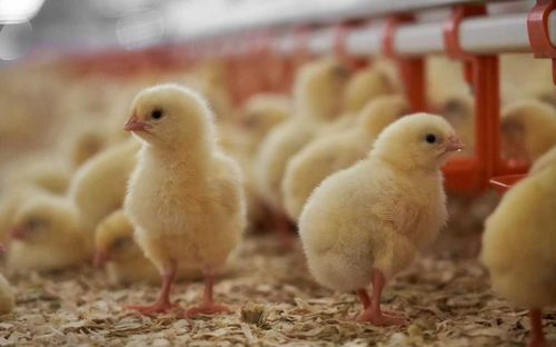 Агрохолдинг «Заря" обяжут вернуть субсидии на развитие птицефабрики