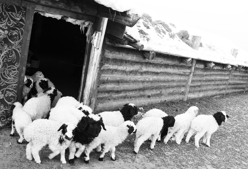 Көдээде амыдырал