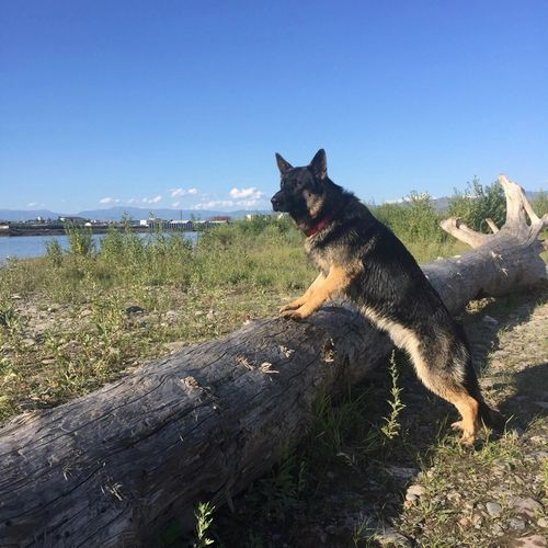 Монголга ажыл херек