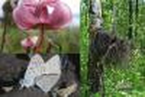 Лесное рандеву