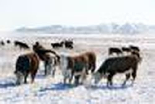 У бычков привес на языке