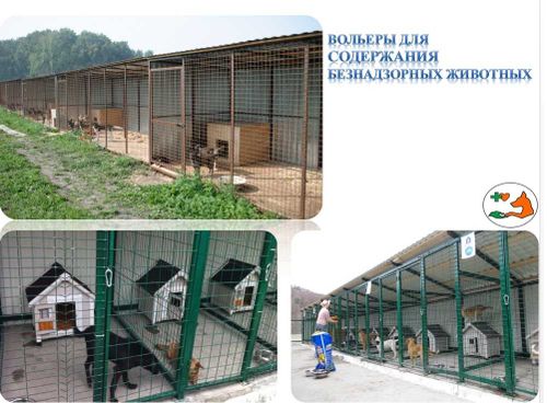 Будка для Шарика: В Туве для бездомных собак организуют питомник