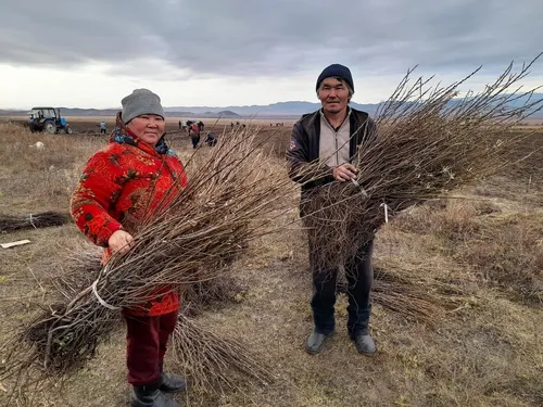 Чаатыда чыжыргана өзүмнерин олурткан