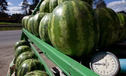 Роскачество предупредило о рисках покупки арбузов возле дорог