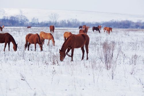 С начала года в Туве зарегистрировано 33 факта наезда на домашних животных