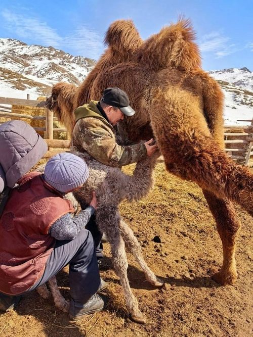 Мал оолдаашкыны: Эъжимде эңгиннер төрүп эгелээн