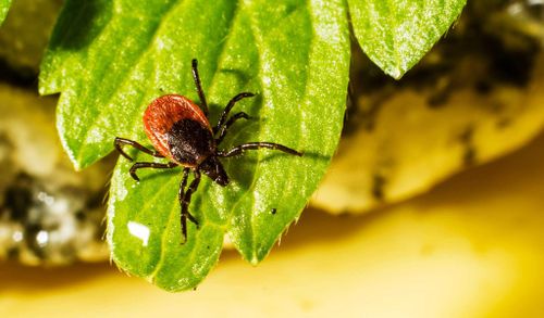 В Туве зарегистрировано 314 обращений граждан в медицинские учреждения с жалобами на присасывание клещей 