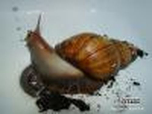 Красавица из раковины