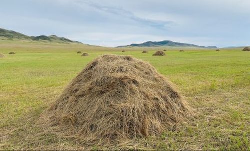 СЕНОКОС 2020: ПО КАЧЕСТВУ И ПИТАТЕЛЬНОСТИ КОРМОВ ЛИДИРУЕТ ТАНДИНСКИЙ РАЙОН