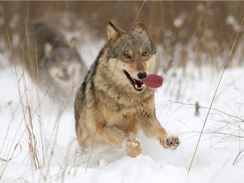 100 бригад промысловиков вышли на охоту на расплодившихся волков в Туве