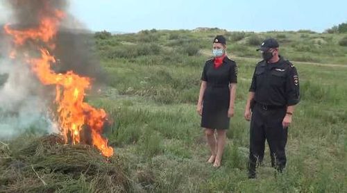 Большая жатва:​ В Туве за две недели изъято почти 8 килограммов наркотиков