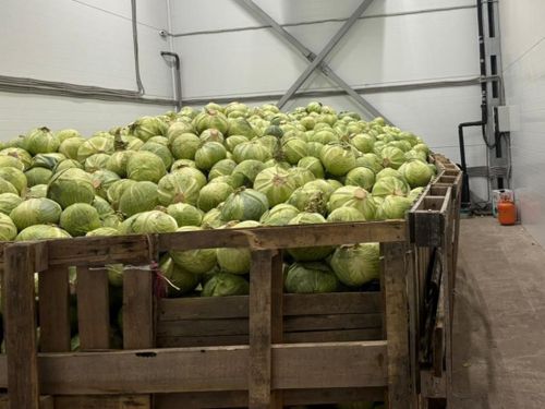 Современный агрокомплекс в Туве обеспечивает овощами социальные учреждения республики