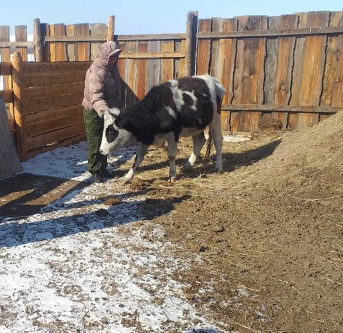Как живут «коровы-кормилицы» в Бурен-Хеме