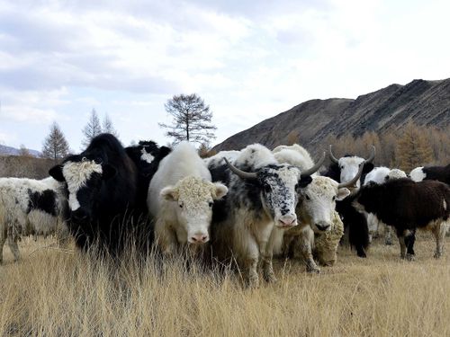 Сакманщики в деле: в Монгун-Тайгинском районе чабанам помогают наёмные рабочие 