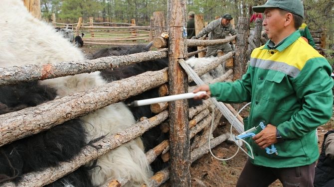 Тывада бода малдың сезен ажыг хуузун ящурга удур тараан