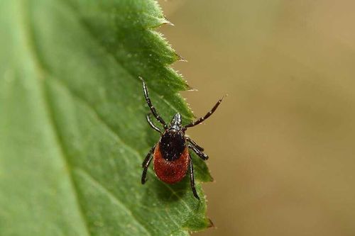 В Роспотребнадзоре начался мониторинг по клещевому энцефалиту