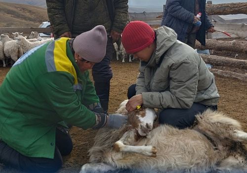Государственная ветеринарная служба Тувы пополнится 148 новыми сотрудниками