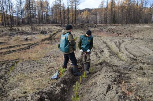 Компания «Лунсин» восстанавливает лес в республике Тыва