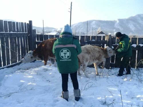 В Туве проверяют животноводческие хозяйства