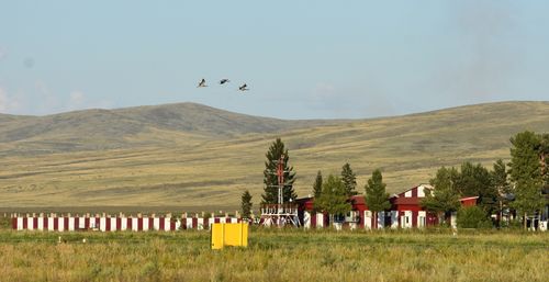 Ученые оценили напряженность орнитологической обстановки в районе взлетно-посадочной полосы аэропорта г. Кызыла