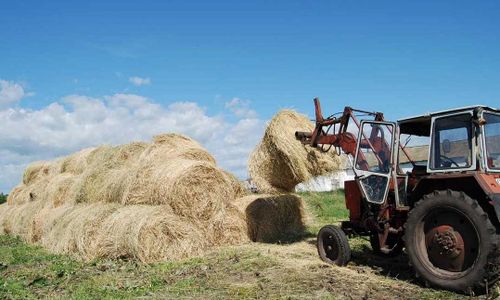 В районах Тувы заготовили 23 тысячи 630 тонн сена