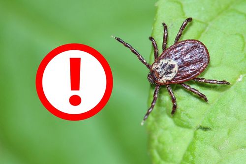 Саргы энцефалиди Тывада бүрүткеттинген