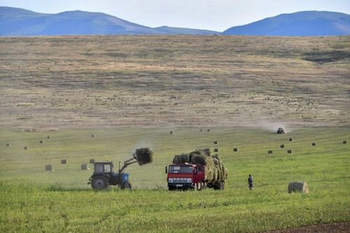 К кормозаготовкам приступили во всех районах республики