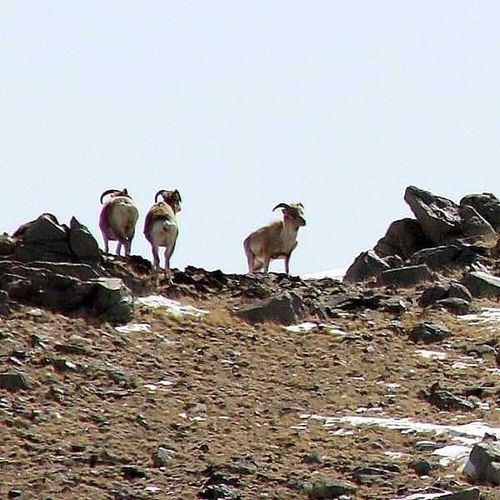 Архары вернулись в Туву