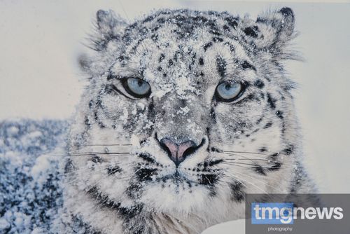 В национальном театре открыли фотовыставку «О снежном барсе» 