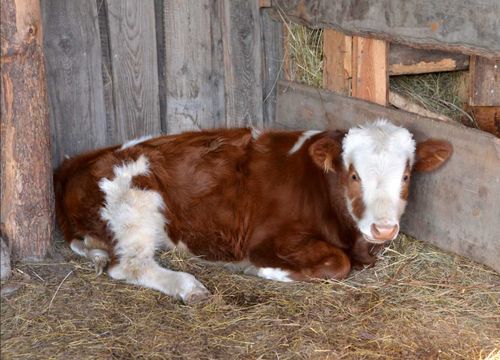 Ульяна Карчевская: Корова Июня – настоящая кормилица нашей семьи